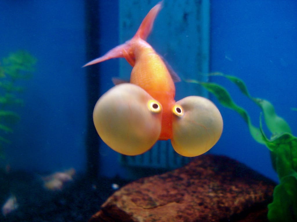 Introducing Bubble Head Goldfish: The Aquatic Whimsy
