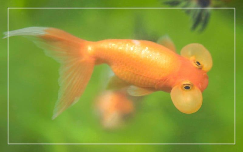 Introducing Bubble Head Goldfish: The Aquatic Whimsy