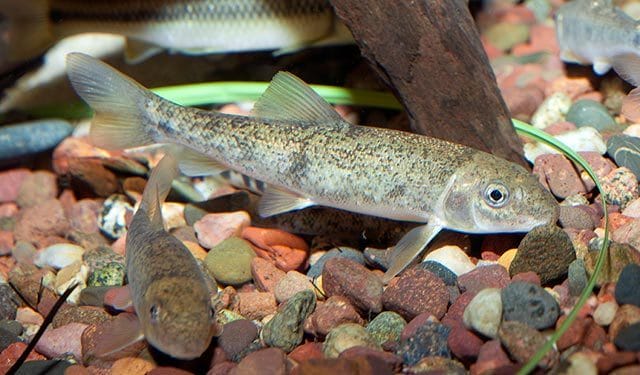 The White Sucker Fish: A Graceful and Hardy Aquatic Companion