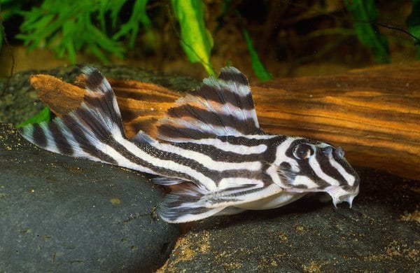 All About Zebra Pleco Fish & Things You Should Know!