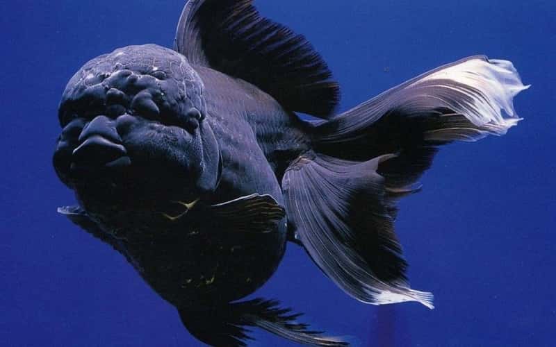 all-about-black-oranda-goldfish-4-facts