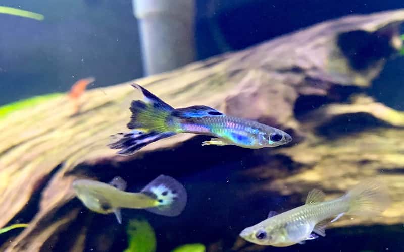all-about-feeder-guppies-6-facts-you-should-know-1
