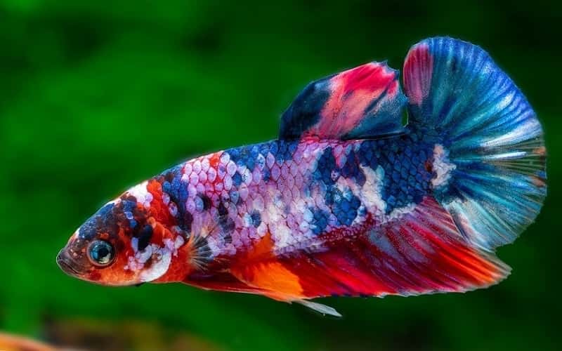all-about-koi-betta-fish-15-facts-should-you-know-3