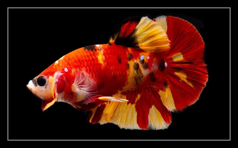 all-about-koi-betta-fish-15-facts-should-you-know
