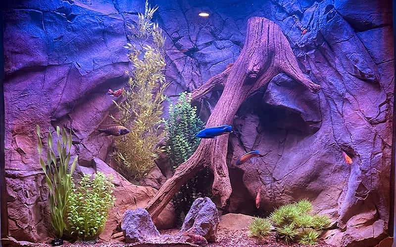 aquarium-backgrounds-14-facts-you-need-to-know-1