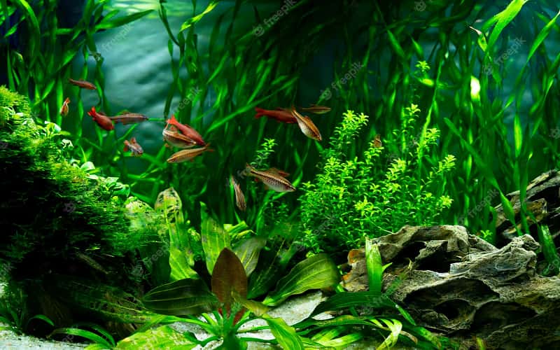 aquarium-backgrounds-14-facts-you-need-to-know-2