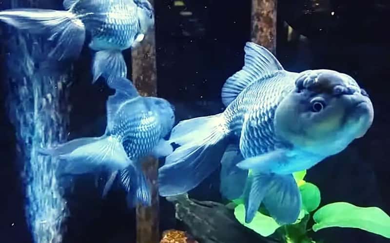 blue-oranda-goldfish-7-things-you-should-know