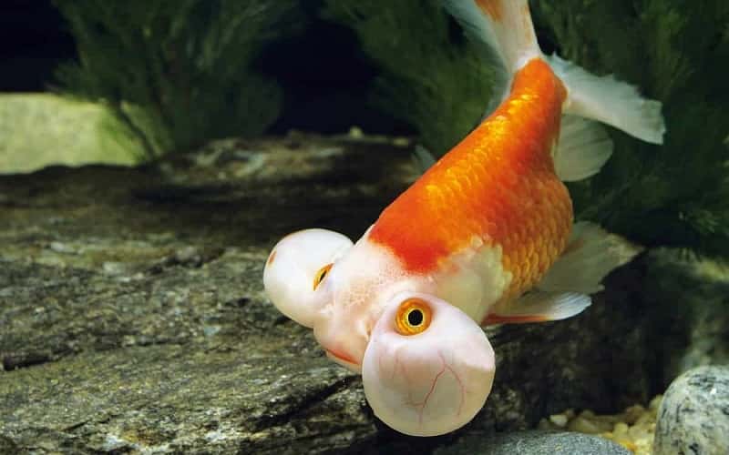bubble-head-goldfish-7-facts-should-you-know-1