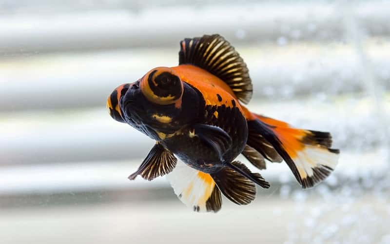 butterfly-goldfish-15-facts-should-you-know-1