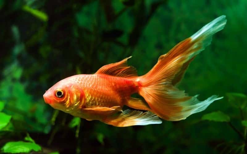 fancy-goldfish-12-facts-you-may-want-to-know-1