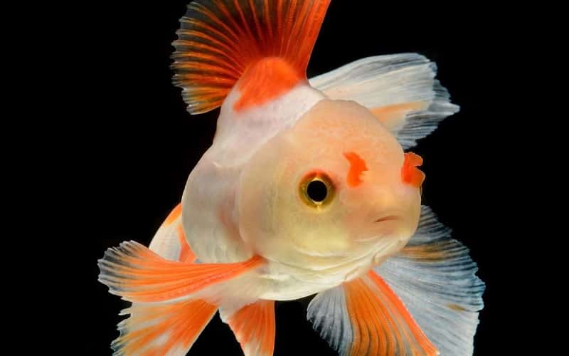 fancy-goldfish-12-facts-you-may-want-to-know