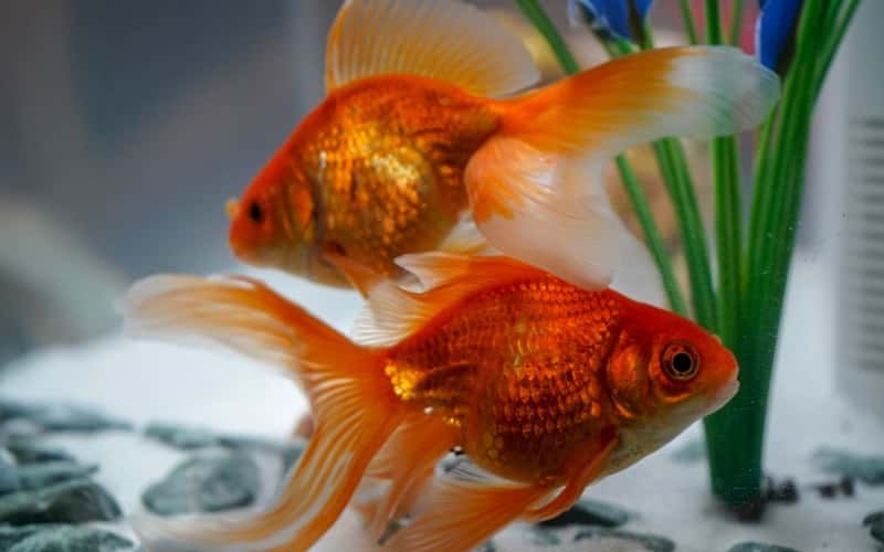 fantail-goldfish-6-facts-you-need-to-know-1