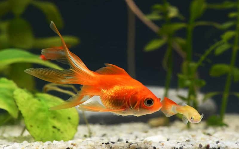 fantail-goldfish-6-facts-you-need-to-know