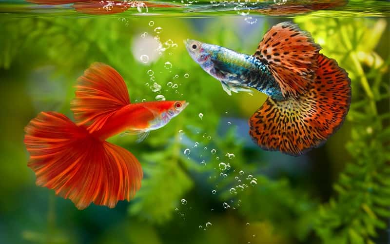 guppy-breeders-overview-7-things-you-should-know-1