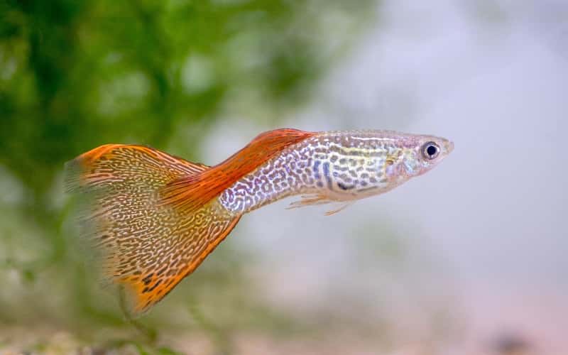 guppy-breeders-overview-7-things-you-should-know-2