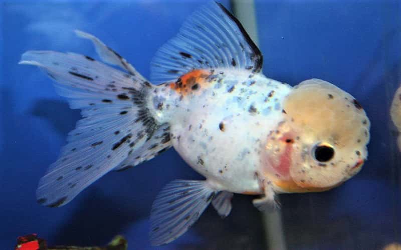 japanese-calico-oranda-15-facts-you-should-know-2