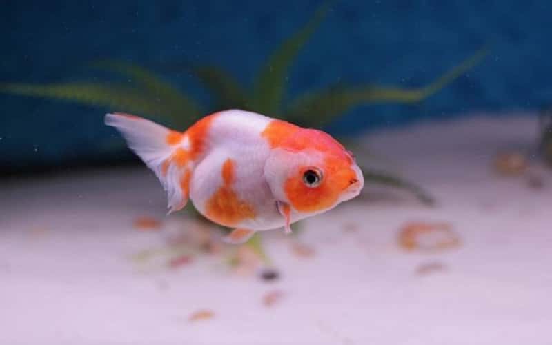 lionhead-goldfish-11-things-you-should-know-1