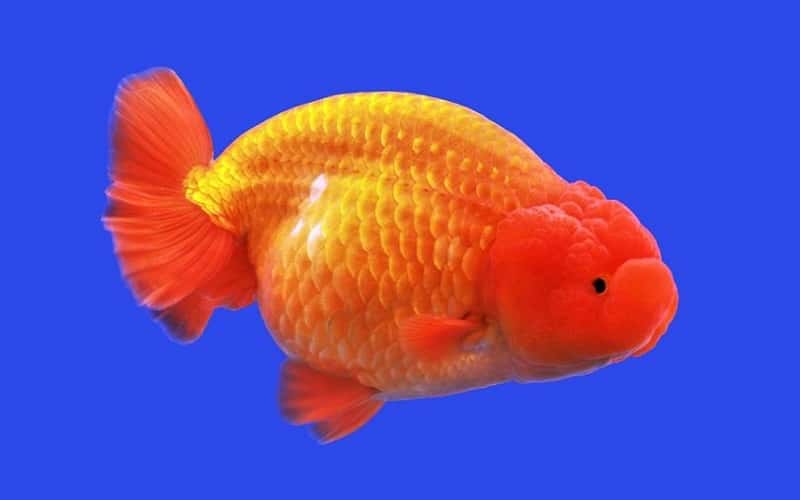 lionhead-goldfish-11-things-you-should-know-3