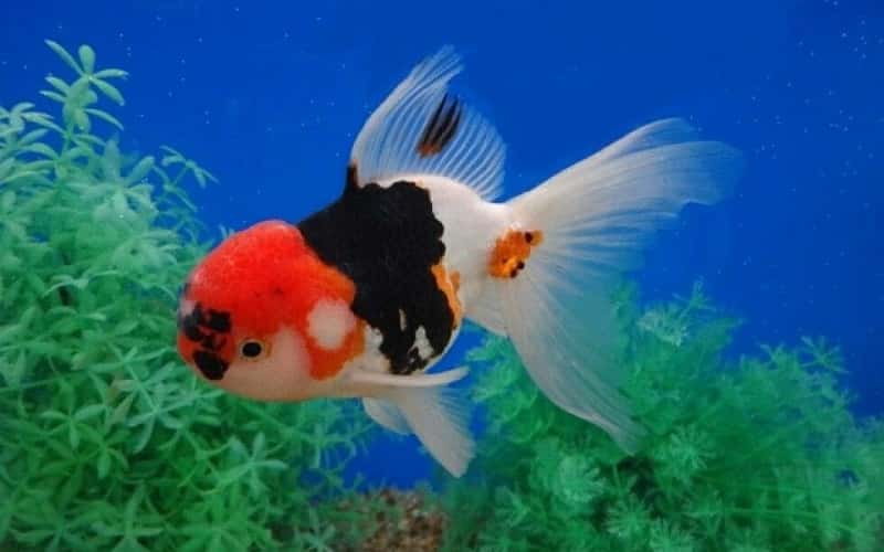 overview-panda-oranda-goldfish-15-facts-1