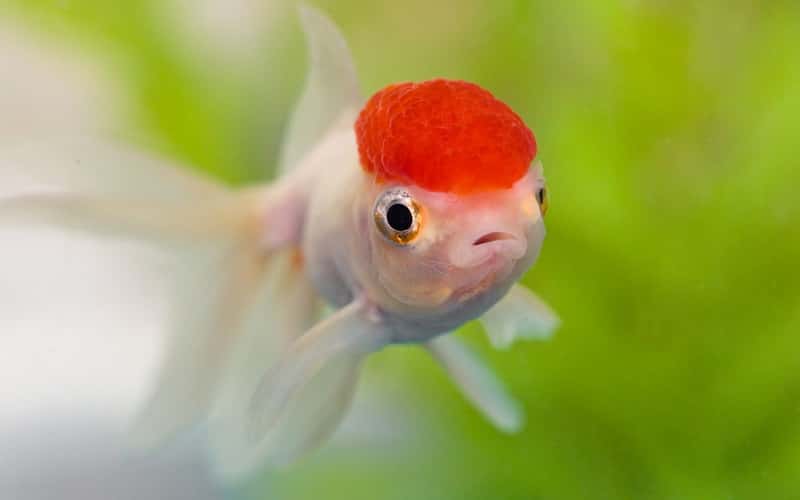 overview-red-cap-oranda-goldfish-15-facts-1