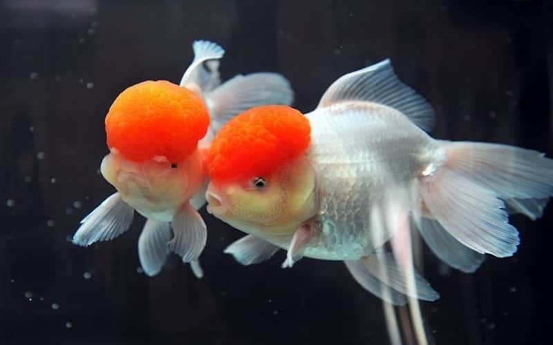 overview-red-cap-oranda-goldfish-15-facts-2