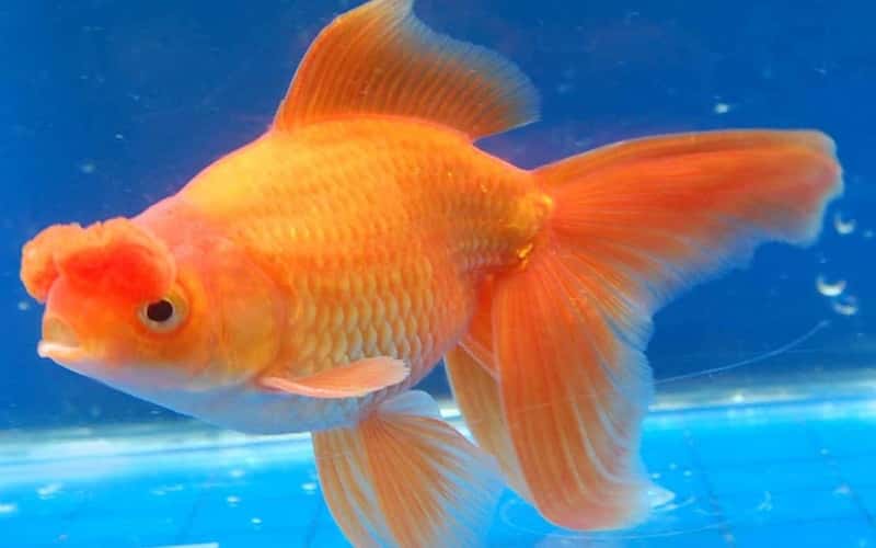 pompom-oranda-goldfish-15-facts-should-you-know-2