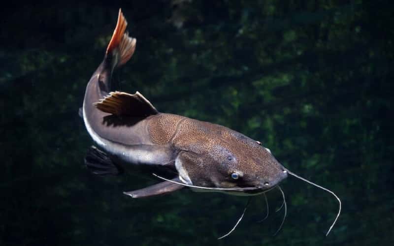 red-tail-catfish-1
