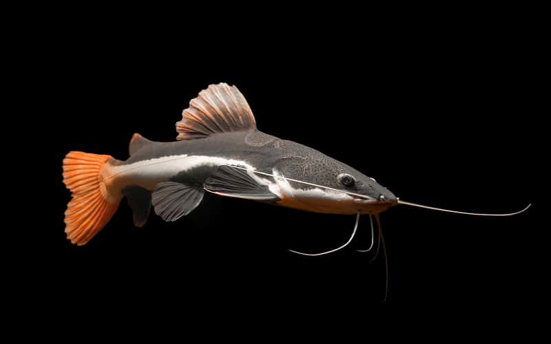 red-tail-catfish