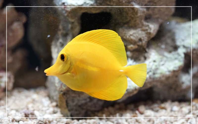 yellow-tang-fish-1