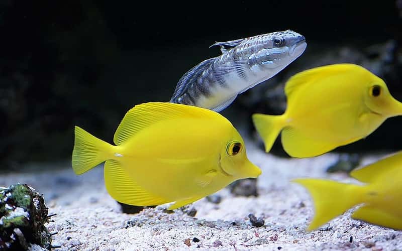 yellow-tang-fish-2