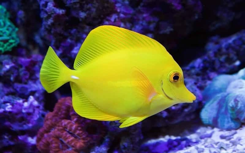 yellow-tang-fish-3