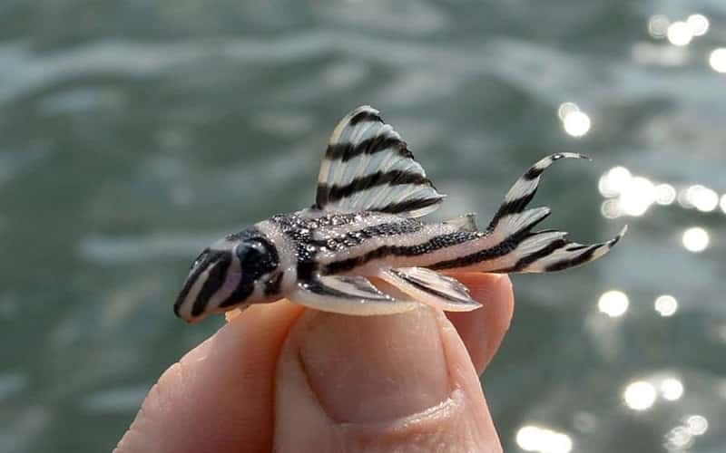 zebra-pleco-fish-15-things-you-should-know-1