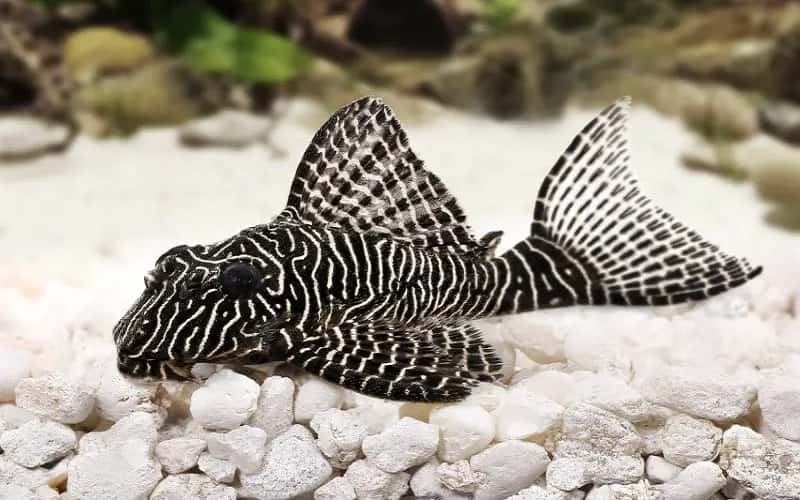 zebra-pleco-fish-15-things-you-should-know-3