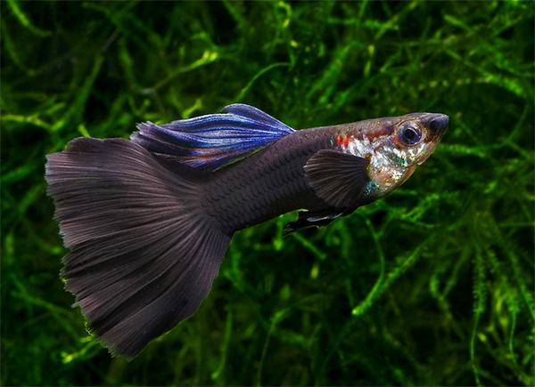 Introducing Black Guppies: The Elegance of Darkness