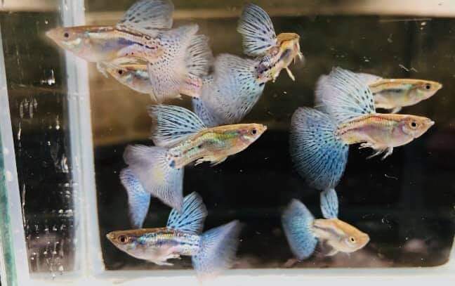 Introducing Blue Grass Guppies: A Symphony of Colors and Grace