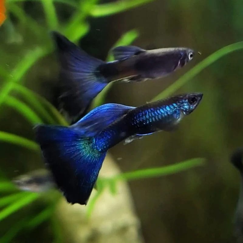 Blue Moscow Delta Guppies