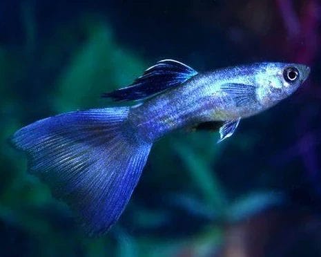 Blue Moscow Guppy & Top Facts Should You Know!