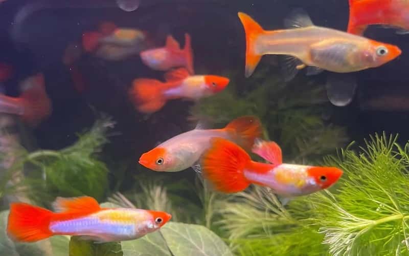 a-comprehensive-guide-to-koi-guppy-7-facts