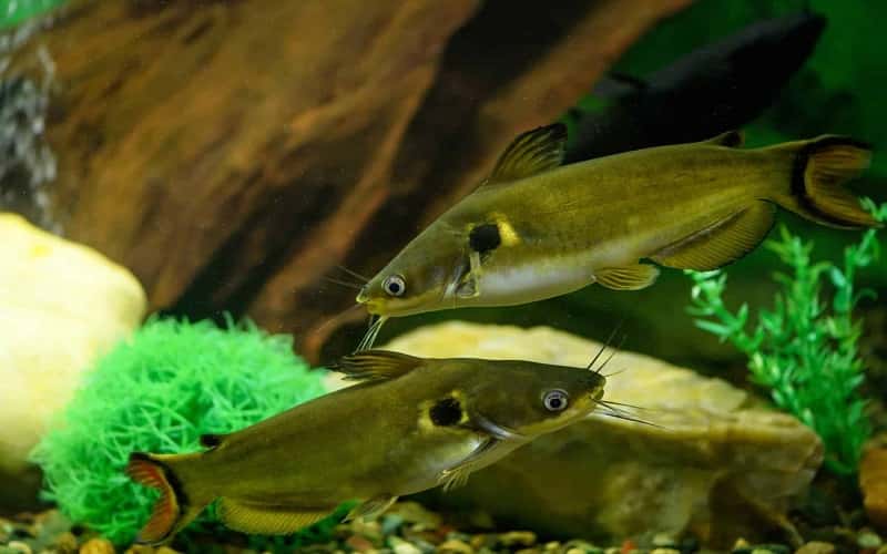 all-about-eclipse-catfish-8-fascinating-facts-2