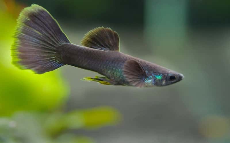 black-guppy-7-facts-you-need-to-know-1