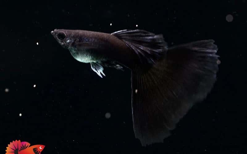 black-guppy-7-facts-you-need-to-know-2
