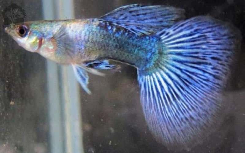 blue-delta-guppies-5-things-you-should-know-1
