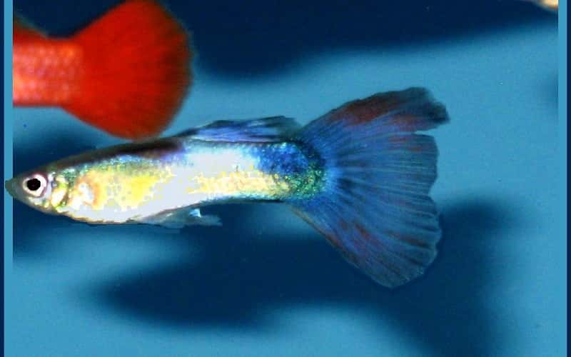 blue-delta-guppies-5-things-you-should-know-2