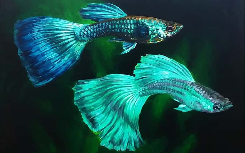 blue-guppies-a-comprehensive-guide-7-facts-1