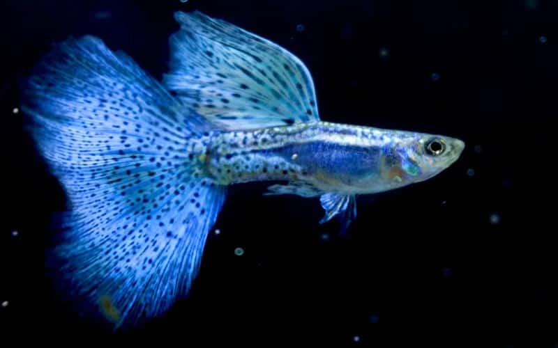 blue-guppies-a-comprehensive-guide-7-facts