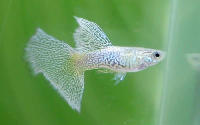 blue-lace-guppies-5-things-you-should-know-1