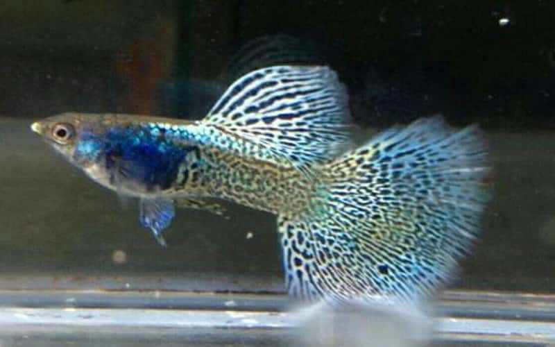 blue-lace-guppies-5-things-you-should-know-2