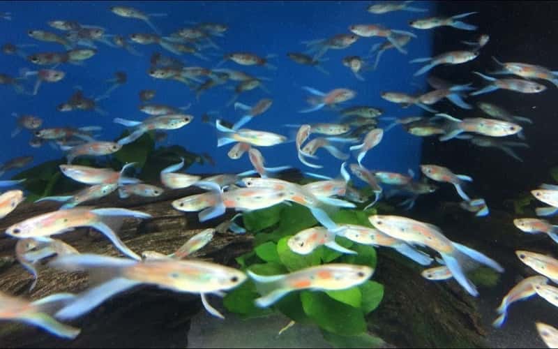 blue-lyretail-guppies-6-fascinating-facts-1