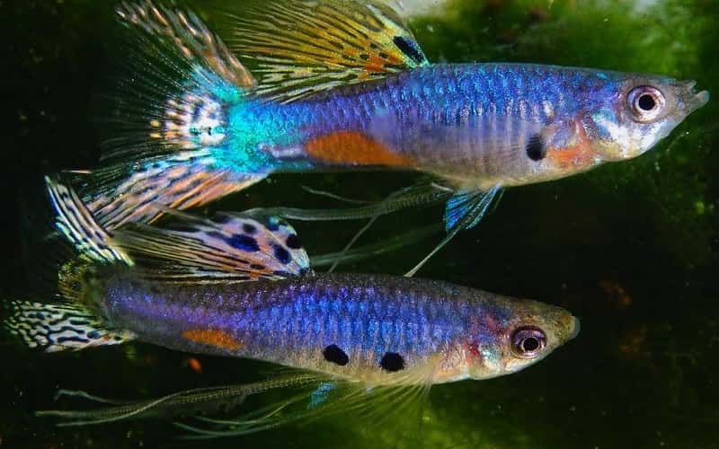 blue-lyretail-guppies-6-fascinating-facts-2