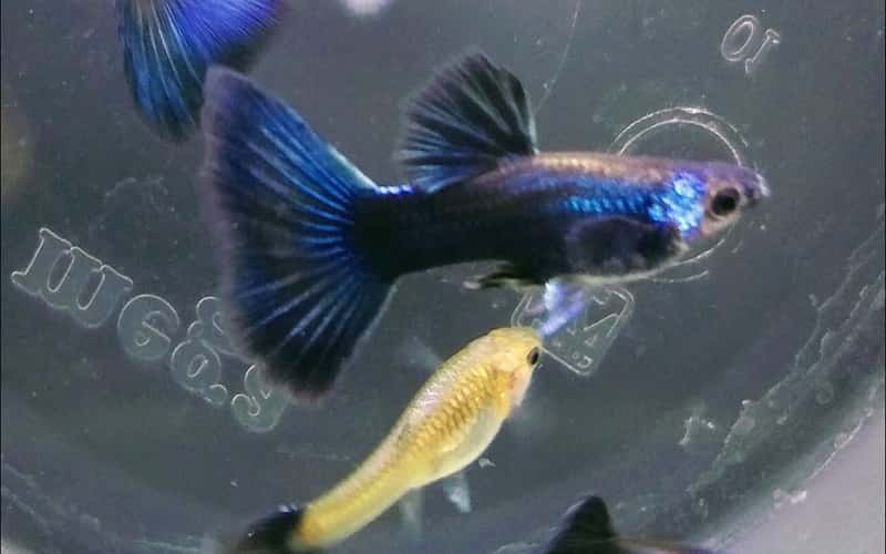 electric-blue-guppies-6-facts-2